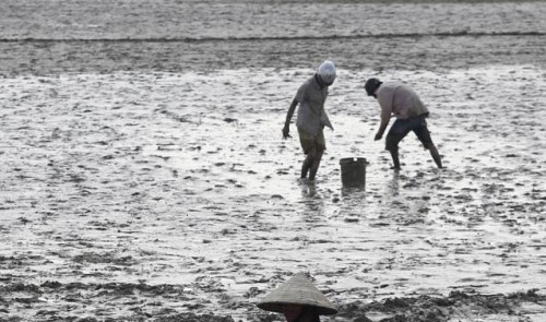 Residents collect fish at a drought-affected lake in Bac Ninh Province October 29, 2015.