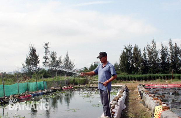 Anh Trần Dũng Quốc chăm hoa súng.