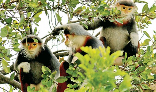 A family of “Vooc ngu sac” (red-shanked doucs) in Son Tra Peninsula, a popular scenic spot in the central city of Da Nang. Tuoi Tre