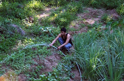   Mr Mai watering wild vegetables