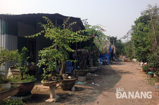 Hộ sản xuất, kinh doanh hoa, cây cảnh vẫn chưa bàn giao mặt bằng để cải tạo, nâng cấp Công viên Thanh Niên.