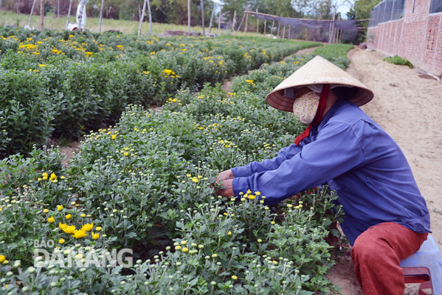 HĐND xã có vai trò quan trọng trong việc giải quyết những vấn đề bức thiết trong phát triển nông thôn. TRONG ẢNH: Nông dân xã Hòa Châu trồng hoa cúc, tăng thu nhập kinh tế hộ gia đình. 