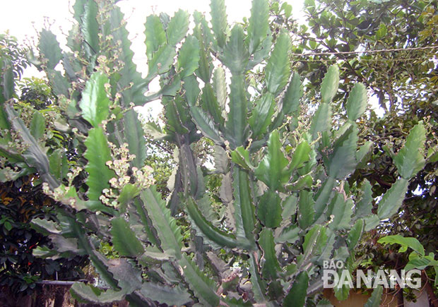 Xương rồng ông - Euphorbia antiquorum L., thuộc họ Thầu dầu. Ảnh : P.C.T