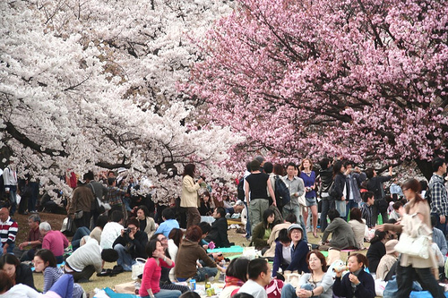 Cherry Blossom Festival this coming weekend - Da Nang Today - News -  eNewspaper