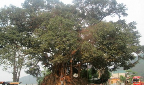 The over-200-year-old ‘Da Bac’ banyan inThua Thien-Hue Province