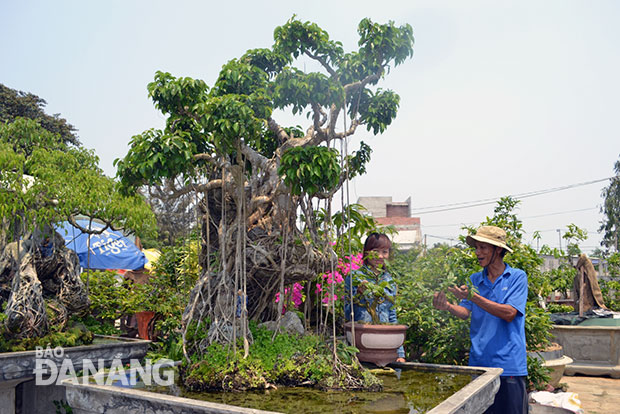 Anh Huỳnh Bá Dũng tại vườn cây cảnh của mình. Anh Huỳnh Bá Dũng tại vườn cây cảnh của mình. 