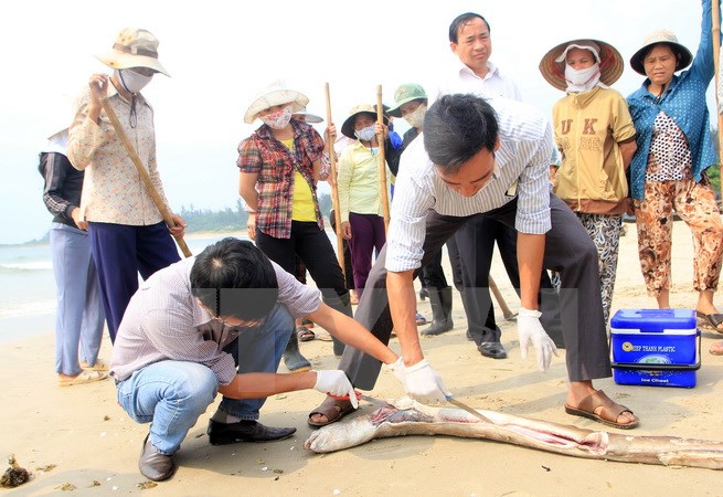 Cơ quan chức năng lấy mẫu tìm nguyên nhân cá chết trên biển. (Ảnh: Trần Tĩnh/TTXVN)