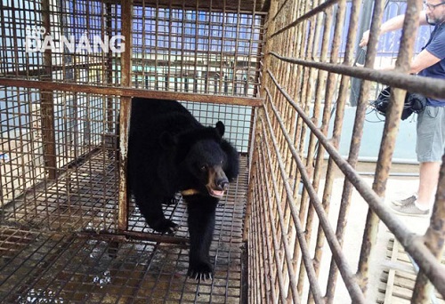 The rescued bear