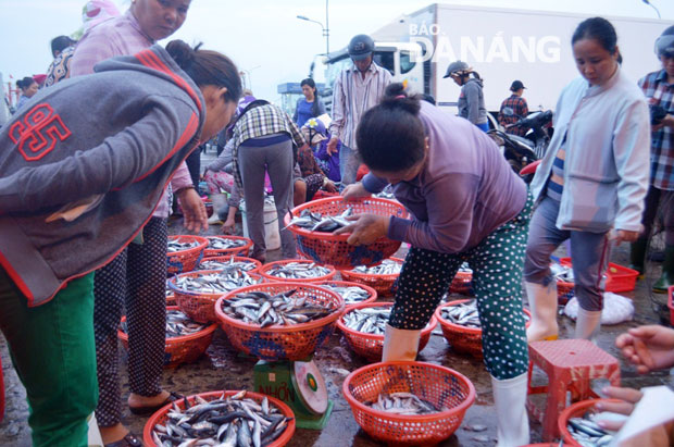 Các tiểu thương đã quay trở lại chợ đầu mối Thọ Quang để mua cá về chợ bán