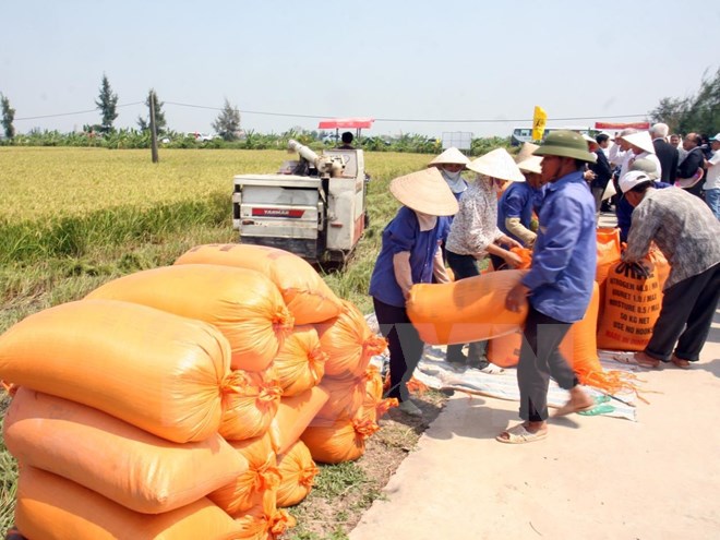 Thương lái thu mua lúa ngay tại ruộng. (Ảnh: Đình Huệ/TTXVN)