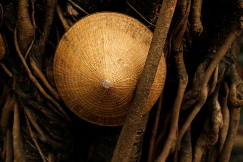 A Vietnamese traditional hat, known as a non la, is seen in a tree in Hoi An, Vietnam April 5, 2016. Photo: Reuters