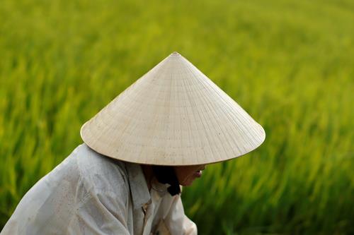 A woman wearing a traditional hat, known as non la sits in a rice field outside Hoi An, Vietnam April 5, 2016. Photo: Reuters