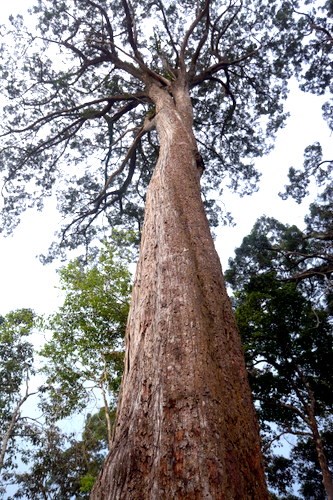 A fokienia tree (Source:Internet)