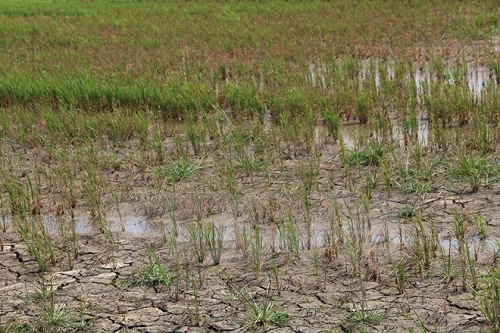 Rice field suffers from prolonged drought. (Source: VNA)​