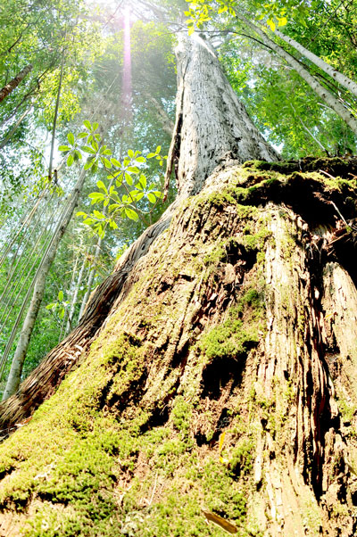 Quần thể pơmu phân bố trên diện tích 240ha, với tổng số 1.366 cây pơmu (đo đếm được), trong đó cây lớn nhất có chu vi 7,52m. Đây là loài cây được đưa vào Sách đỏ Việt Nam. 