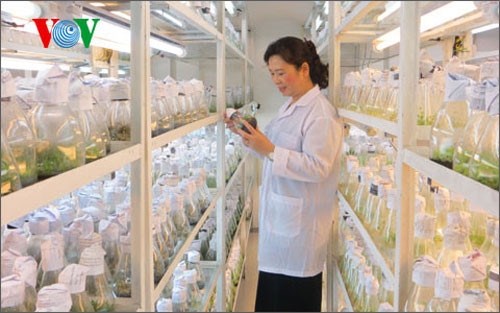 A science researcher looks at seedlings in a laboratory (Photo: VOV)