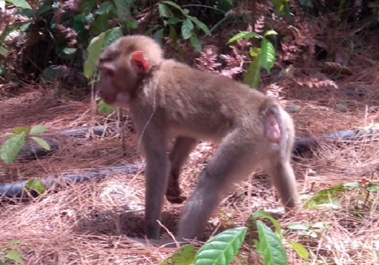 A pig-tailed macaque