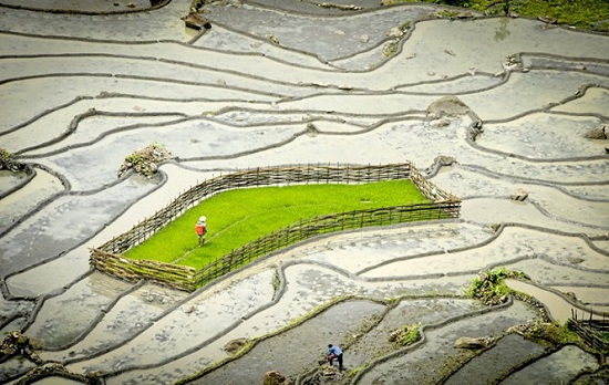  Rice seedlings ready for a new crop. Photo: Tuoi Tre