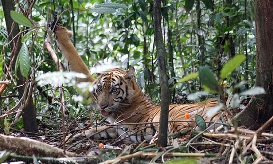 A critically endangered Sumatran tiger is trapped by poachers in Indonesia’s Kerinci Seblat national park (Photo: AFP)