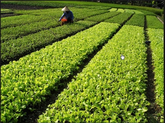 A local farmer working in a vegetable garden in Hoa Vang District