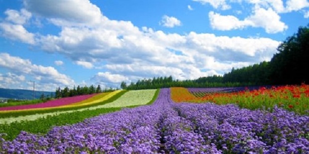 A flower field in Da Lat City (Photo begodi.com)