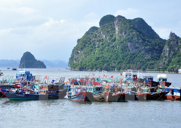 Các tàu được neo đậu sát vào nhau trong khu vực kín gió để đảm bảo an toàn. (Ảnh: Nguyễn Hoàng/TTXVN)