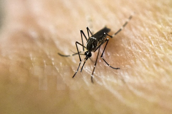 Muỗi Aedes Aegypty vật trung gian chính truyền virus Zika. (Nguồn: AFP/TTXVN)