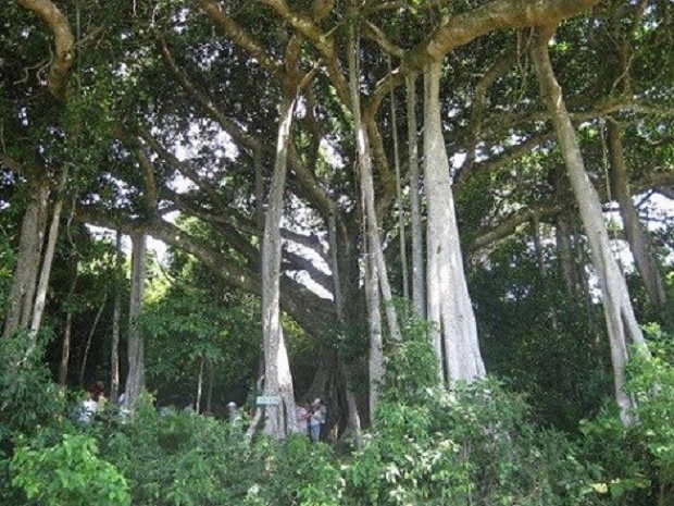 The 300-year-old banyan tree at Lam Sơn temple in Quang Ngai province’s Nghia Hanh district (Photo: VNA)