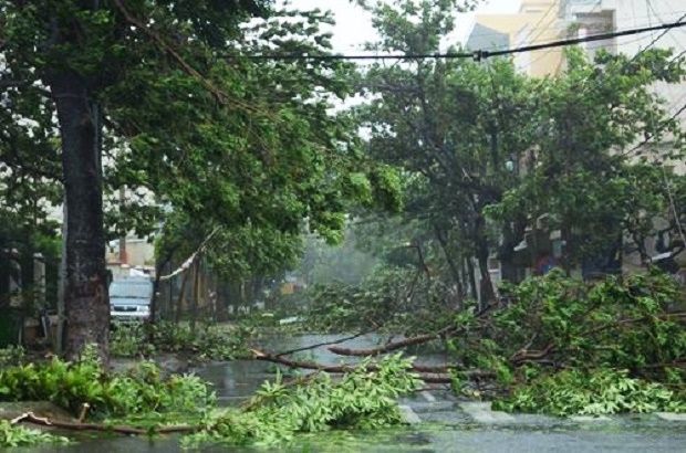 Tree damage caused by a storm last year