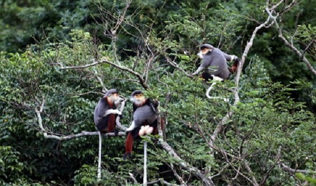 Three red-shanked doucs are seen in Son Tra Peninsula, Da Nang, central Vietnam.