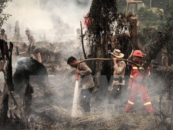 A forest fire in Indonesia (Photo: VNA)