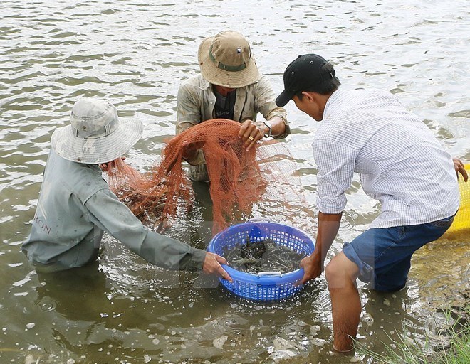 Ảnh minh họa. (Nguồn: TTXVN)