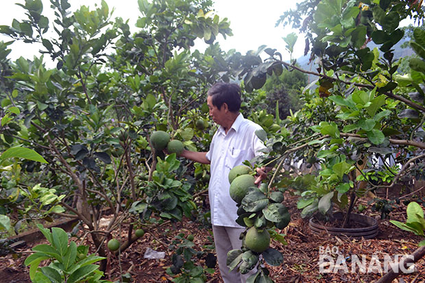 Bưởi da xanh, loại cây đem lại kinh tế cao ở thôn Nam Yên, xã Hòa Bắc.