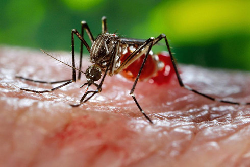 2,6 tỉ người đang sinh sống tại một số khu vực ở châu Á và châu Phi có nguy cơ nhiễm virus Zika. (hình minh họa: ITN).