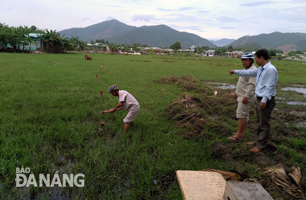 Lực lượng Quy tắc đô thị phường Hòa Khánh Nam tiến hành đập bỏ cọc bê-tông được dựng trái phép trên khu đất nông nghiệp ở tổ 90.  (Ảnh chụp sáng 7-9).