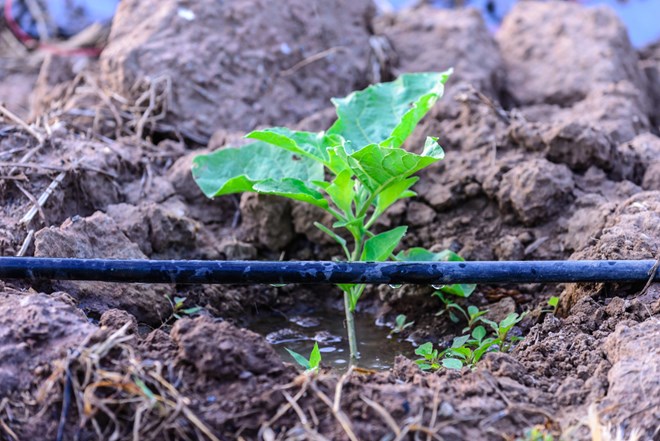 A water-saving irrigation method. (Source: Israel21c.org)