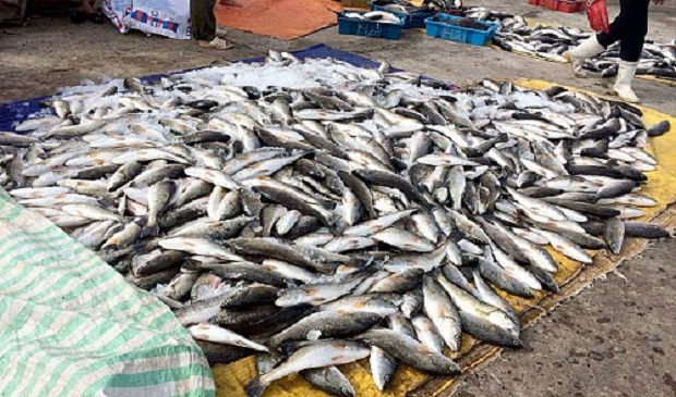 A pile of dead farm-raised fish is salvaged by farmers in Nghi Son Commune, located in the north-central province of Thanh Hoa, on September 8, 2016. Tuoi Tre