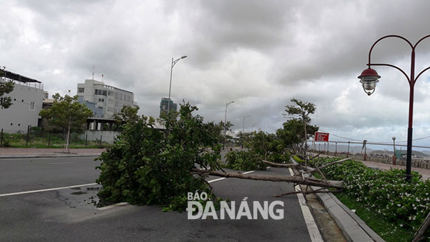 Hàng loạt cây xanh đường Như Nguyệt ngã đổ ra đường