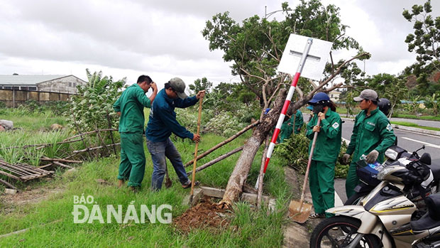 Nhân viên Công ty Công viên Cây xanh Đà Nẵng tiến hành khắc phục cây xanh bị ngã đổ tại đường Lê Đức Thọ (quận Sơn Trà)