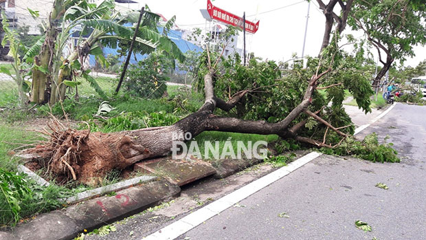 Nhiều cây xanh to bị gió quật ngã tại đường Lê Đức Thọ