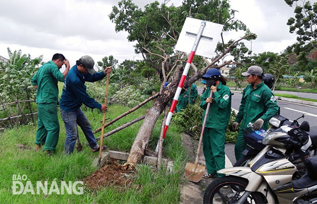 Nhân viên Công ty Công viên cây xanh Đà Nẵng tiến hành khắc phục cây xanh bị ngã đổ tại đường Lê Đức Thọ (quận Sơn Trà). Ảnh: Ngọc Phú