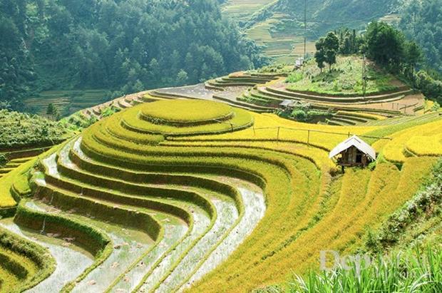 The beauty of rice fields in the northwestern region (Source: VNA)