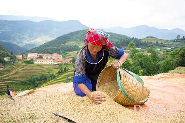 Rice is grown once a year and totally subject to weather. (Source: VNA)