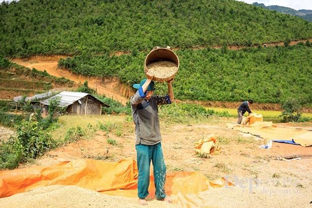 Most of the harvesting and preserving stages are manual