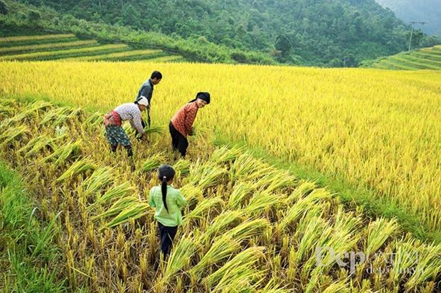 Farmers are harvesting rice 