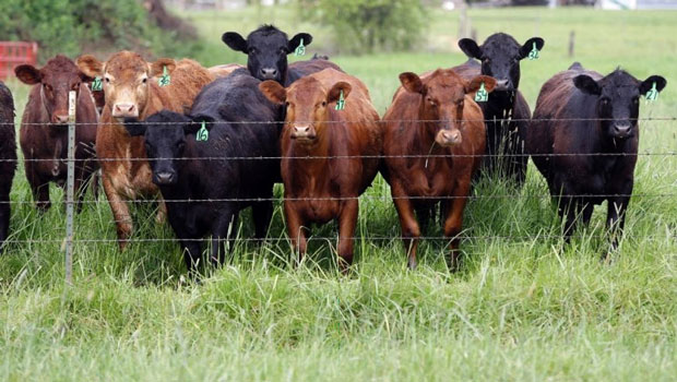 Nông dân chịu thiệt hại nặng vì vi khuẩn kháng thuốc ở động vật.