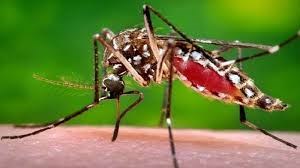 The Zika virus is transmitted to humans primarily through Aedes aegypty mosquito bites and sexual intercourse. (Photo:.freepressjournal.in)  