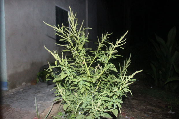 Dền gai - Amaranthus spinosus L., thuộc họ Rau dền – Amaranthaceae. Ảnh: P.C.T