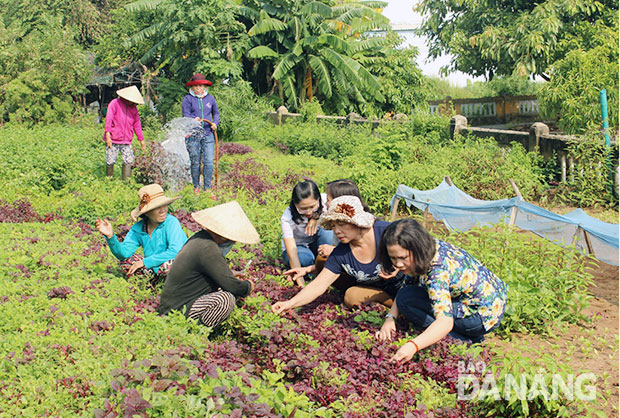 Mô hình trồng rau xanh gây quỹ cho Hội và giúp đỡ hội viên nghèo của Hội LHPN phường Thọ Quang (quận Sơn Trà) tạo hiệu ứng tích cực trong cộng đồng.  	               Ảnh: NGỌC HÀ