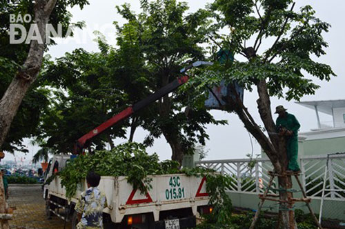 Công nhân Công ty Công viên cây xanh cắt cành cây hạn chế tình trạng cây đổ ngã do bão. Ảnh: T.Y